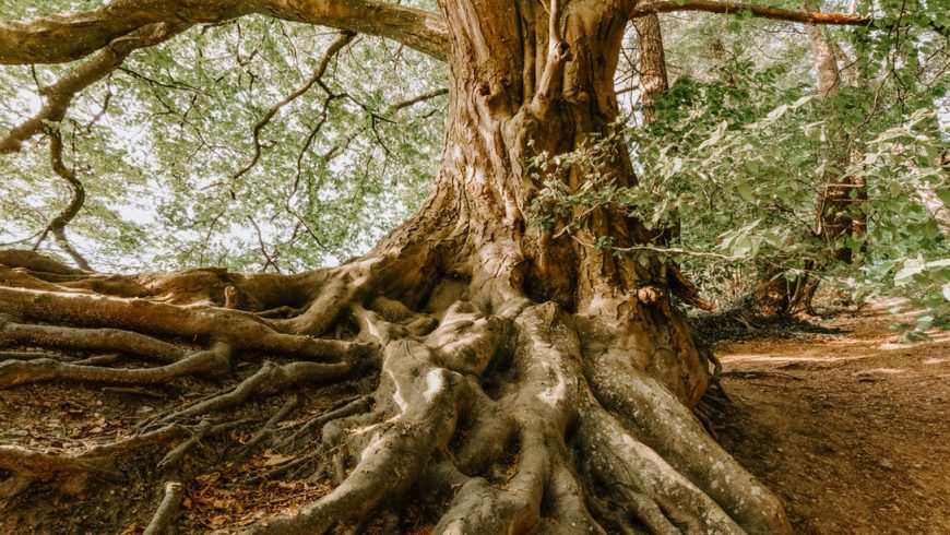 Ancient Trees Rescued from Fires
