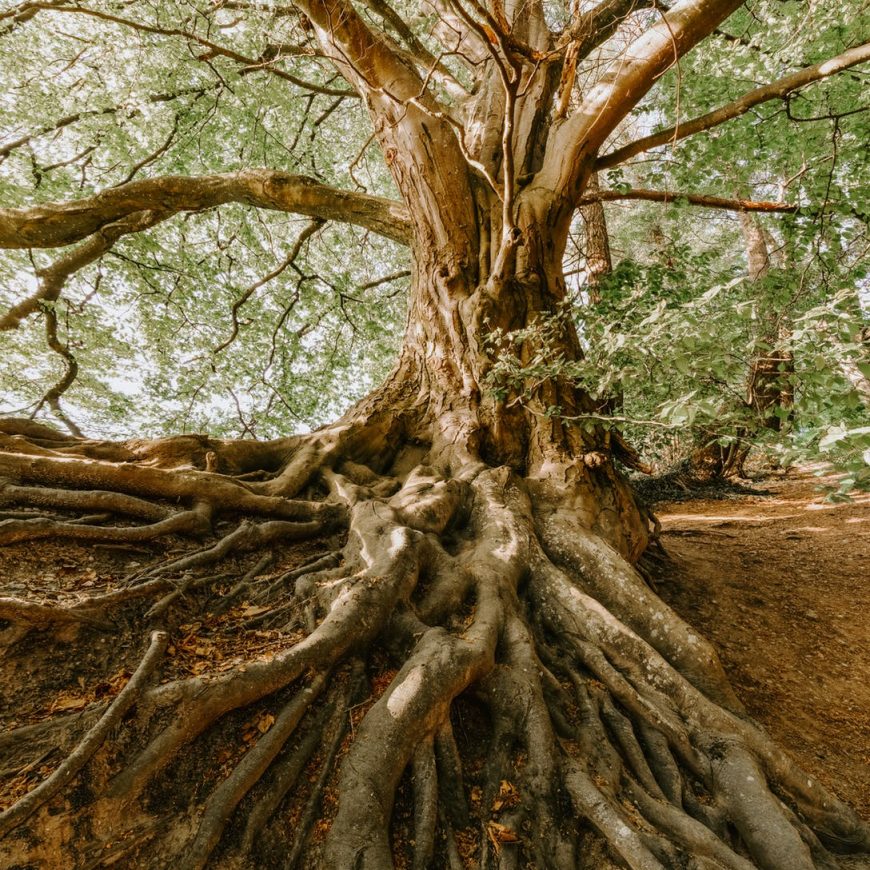 Ancient Trees Rescued from Fires