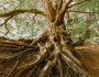 Ancient Trees Rescued from Fires